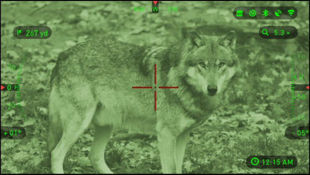 Digital night-vision view of game after dark through an ATN X-Sight optic