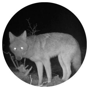 Cheap Night Vision Scope Hog Hunting: ATN X-Sight 5 Picks Ranked by Tier