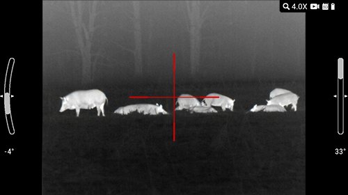 White hot thermal view of a wild hog in an open field through an ATN thermal optic