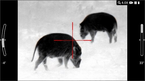 Black hot thermal view of a wild hog in the field through an ATN thermal optic