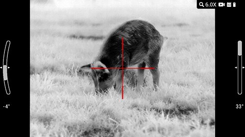 White hot thermal view of a wild hog in an open field through an ATN thermal optic