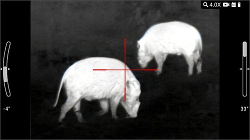 White-hot thermal view of a wild hog in the field through an ATN thermal scope
