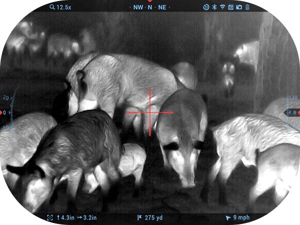 Black-hot thermal view of a wild hog in the field through an ATN thermal scope