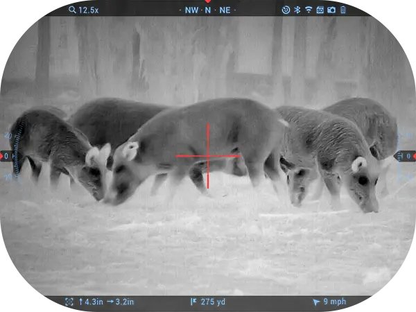 White hot thermal view of a wild hog in an open field through an ATN thermal optic