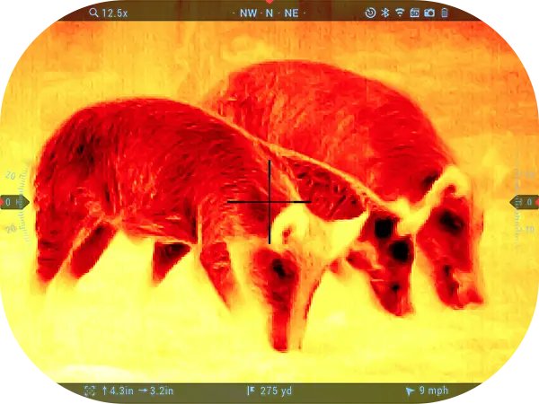 Iron-red thermal view of a wild hog in the field through an ATN thermal scope