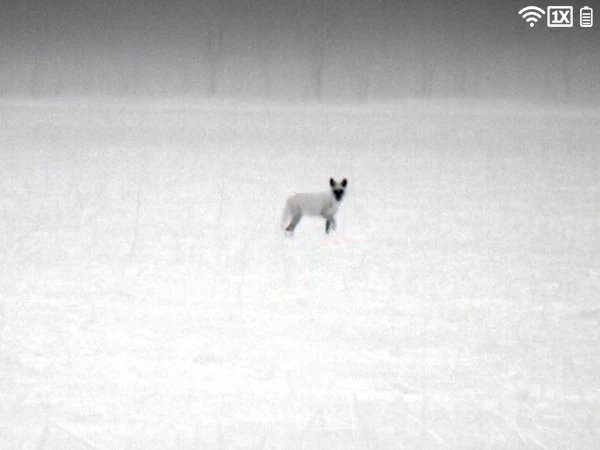 Best Cheap Thermal Monocular for Coyote Hunting: The ATN BlazeSeeker 6 1.2-9.6x (2026)