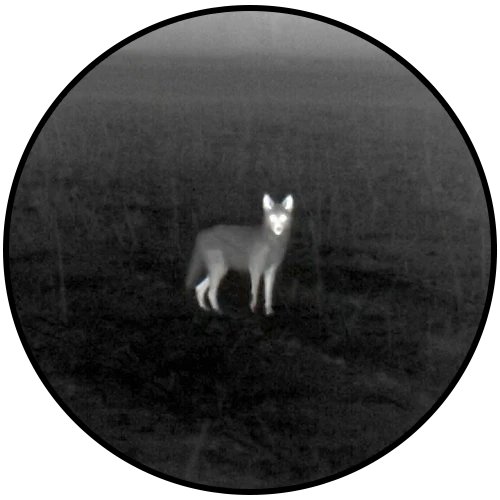 White hot thermal view of game in an open field through an ATN thermal optic