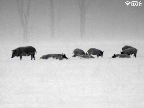 White hot thermal view of a wild hog in snow through an ATN thermal optic