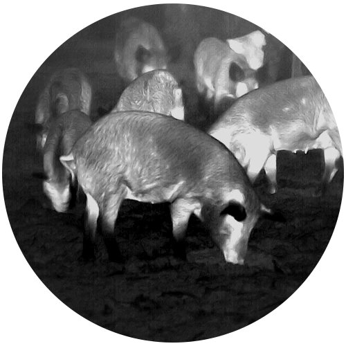Iron hot thermal view of a wild hog in an open field through an ATN thermal optic