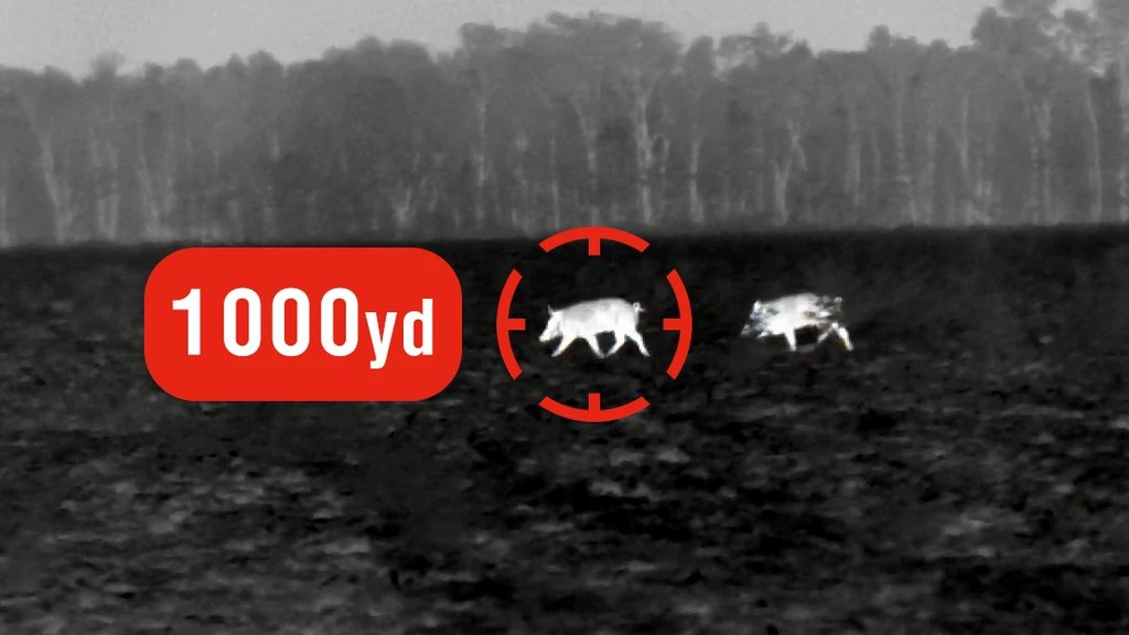 White hot thermal view of a wild hog in an open field through an ATN thermal optic