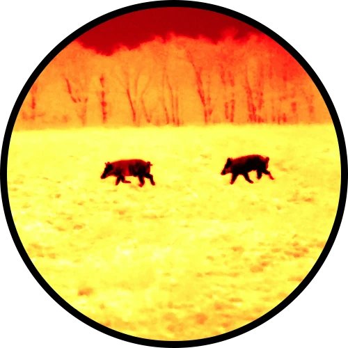 Thermal Scope Cost: The ATN ThOR 6 384x288 (2026)