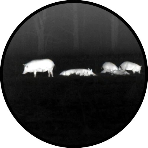 White hot thermal view of a wild hog in an open field through an ATN thermal optic