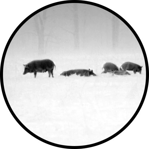 Black hot thermal view of a wild hog in an open field through an ATN thermal optic