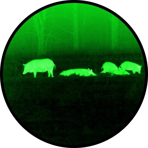 Digital night-vision view of game after dark through an ATN X-Sight optic