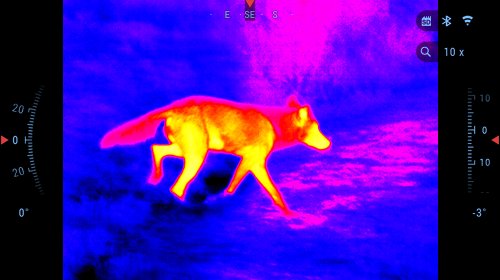 Black-hot thermal view of a wild hog in the woods through ATN thermal binoculars