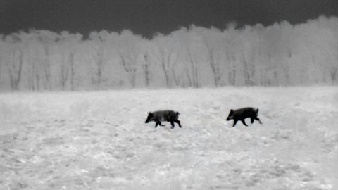 Black hot thermal view of a wild hog in the woods through an ATN thermal optic