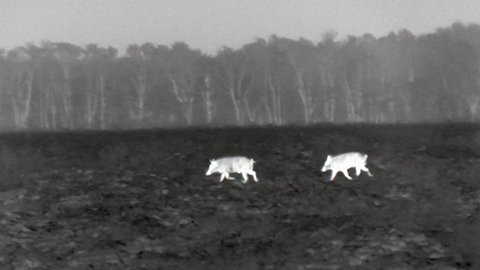 Wild pigs viewed through an ATN thermal monocular
