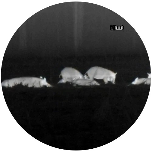 White hot thermal view of a wild hog in the field through an ATN thermal optic