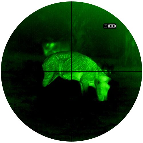 Iron hot thermal view of a wild hog in the field through an ATN thermal optic