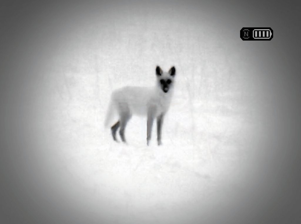 White-hot thermal view of game in the field through an ATN thermal thermal clip-on