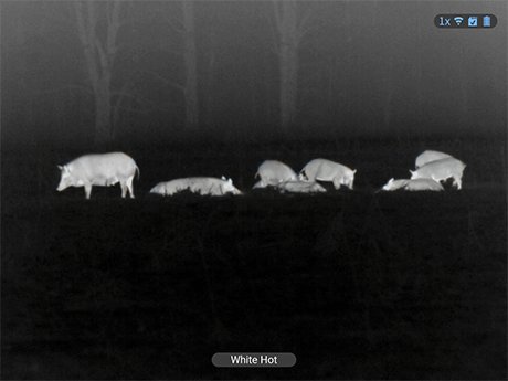 Best Thermal Clip On Hog Hunting: The ATN TICO 6 640 Keeps Your Day Scope