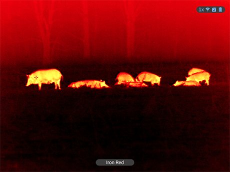 Iron-red thermal view of a wild hog in an open field through an ATN thermal monocular