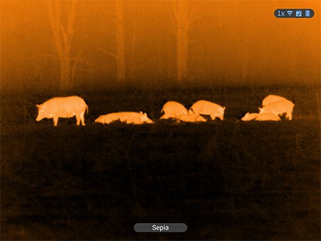 Digital night-vision view of game after dark through an ATN X-Sight optic