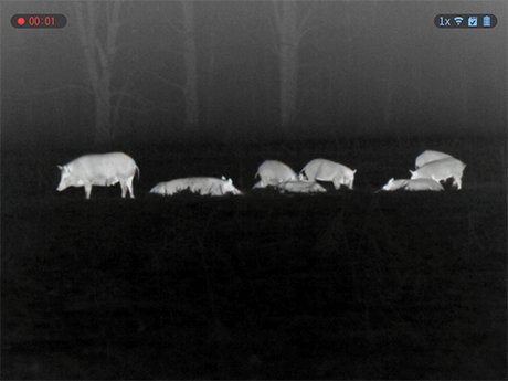 White-hot thermal view of a wild hog in an open field through an ATN thermal scope