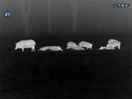White hot thermal view of a wild hog in an open field through an ATN thermal optic