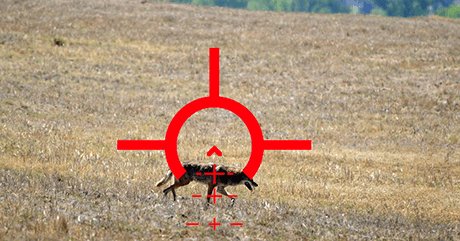White-hot thermal view of a wild hog in an open field through an ATN thermal scope