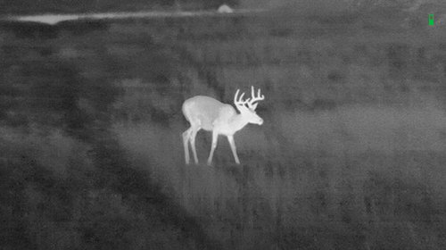 Thermal Scope Cheap: The ATN ThOR 6 Mini 384x288 (2026)