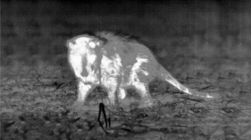 White-hot thermal view of game in the field through an ATN thermal scope