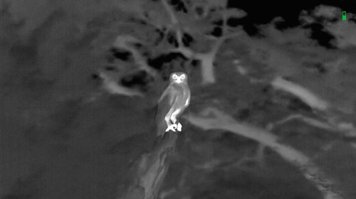White-hot thermal view of game in the woods through an ATN thermal scope
