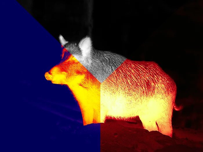 Iron hot thermal view of a wild hog in the field through an ATN thermal optic