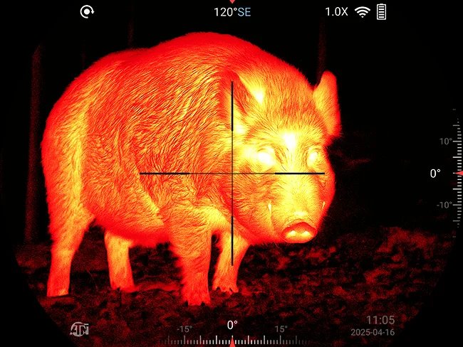 Iron-red thermal view of a wild hog in the field through an ATN thermal scope