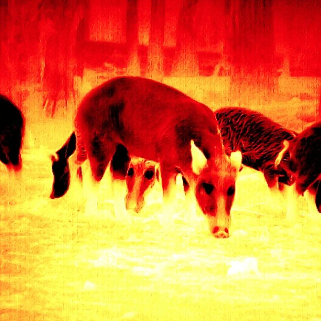 Iron hot thermal view of a wild hog in the field through an ATN thermal optic