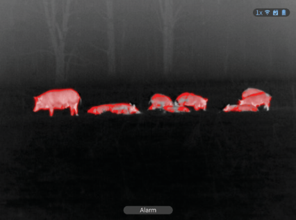 Digital night-vision view of game after dark through an ATN X-Sight optic