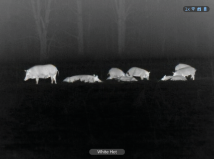 White hot thermal view of a wild hog in an open field through an ATN thermal optic