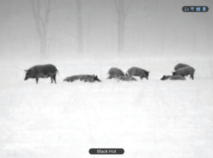 Iron hot thermal view of a wild hog in an open field through an ATN thermal optic