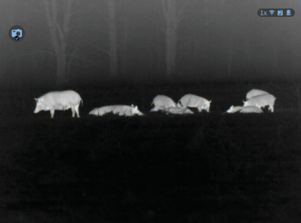 White hot thermal view of a wild hog in an open field through an ATN thermal optic