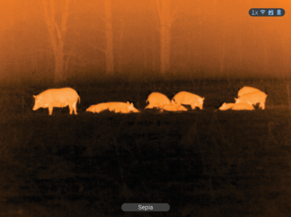 Digital night-vision view of game after dark through an ATN X-Sight optic
