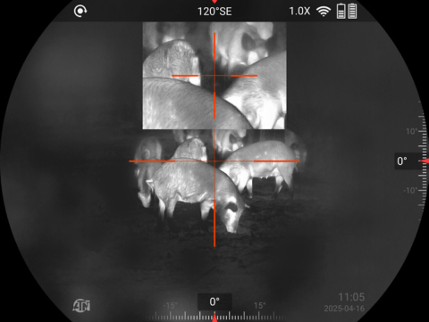 Hog Hunting with ThOR 6 LRF PIP Mode