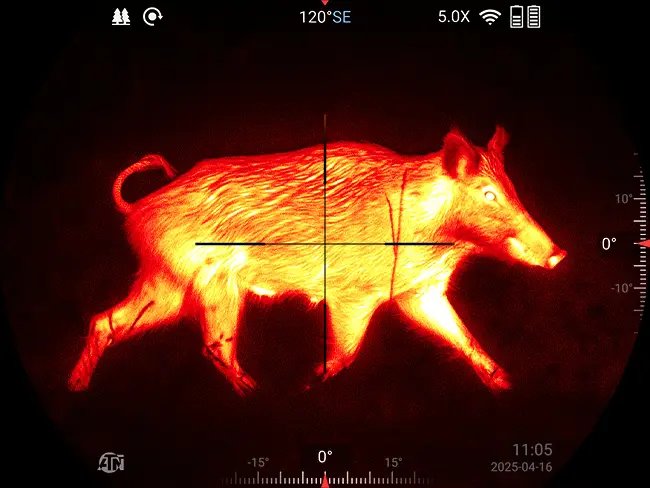 Thermal thermal view of a wild hog in the field through an ATN thermal scope
